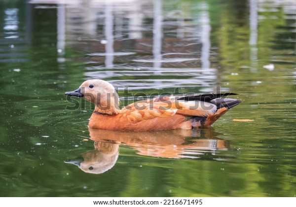Ruddy\
Shelduck, or red duck, lat. Tadorna ferruginea, swimming on a lake.\
It is waterfowl family of ducks, similar to the common. The bird\
has a orange-brown plumage with a lighter\
head.