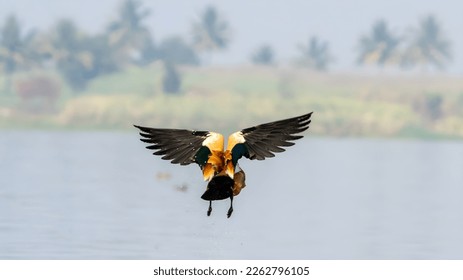 The ruddy shelduck (Tadorna ferruginea) flying over pond. - Shutterstock ID 2262796105