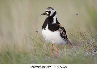 Ruddy Turnstone