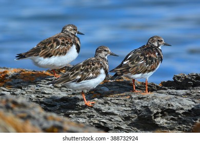 Ruddy Turnstone