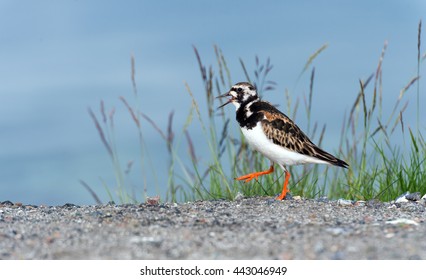 Ruddy Turnstone