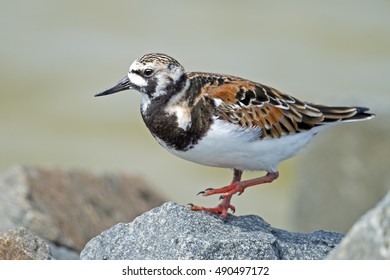 Ruddy Turnstone