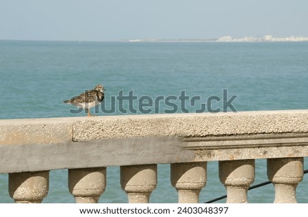 Seagulls on railings