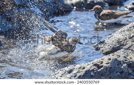 A ruddy turnstone (Arenaria interpres) in non-breeding plumage, a migratory shorebird bathing and splashing about in water of a small tide pool on a rocky intertidal shore, Fuerteventura Canary Island