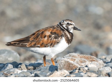 A ruddy turnstone bird standing on a rocky beach - Powered by Shutterstock