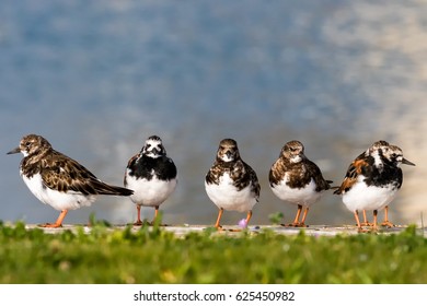 Ruddy Turnstone, Birds Posing