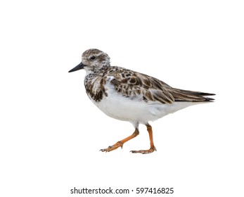 4,496 Turnstone bird Images, Stock Photos & Vectors | Shutterstock