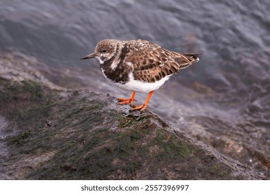 Ruddy Turnstone standing next to water on the edge of a rock at Jersey Shore in winter. Small brown and white bird. - Powered by Shutterstock