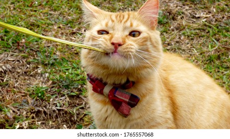 Rude Cat In The Forest With A Bowtie