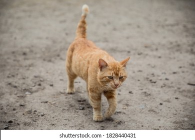 Rude Cat Walking At The Road