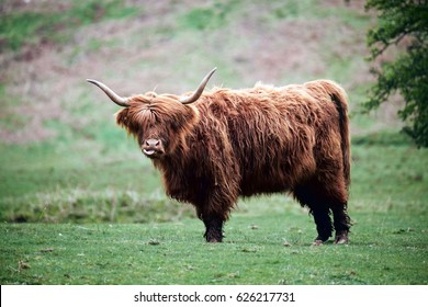 Rude Highland Cow Sticking Tongue Out