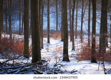 Rudeskov forest in Denmark in winter 2013
