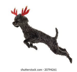 Rudolf The Black Nosed Reindeer.  Black Toy Poodle In A Pose Of Flying.