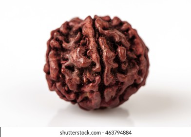 Rudraksha Seeds.