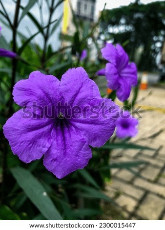 Ruellia humilis, Petunia, purple flowers against a blurred background of greenery. plants, nature. focus on the front flower