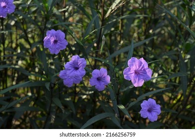 Ruellia simplex, Kencana Purple, the Mexican petunia, Mexican, Florida bluebell or Britton's wild petunia, is a species of flowering plant which include dwarfs and pink, purple, and white varieties.