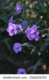 Ruellia simplex, Kencana Purple, the Mexican petunia, Mexican, Florida bluebell or Britton's wild petunia, is a species of flowering plant which include dwarfs and pink, purple, and white varieties.