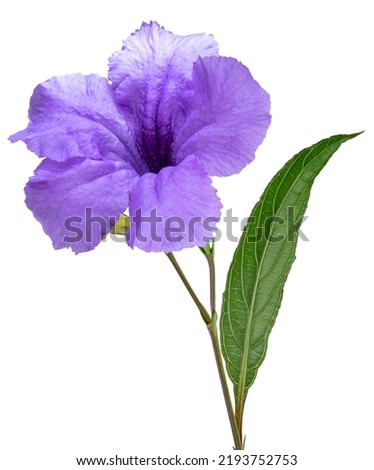 Ruellia simplex or Mexican petunia flower with leaf isolated on white background, Mexican bluebell or Britton's wild petunia flower on White Background With clipping path.