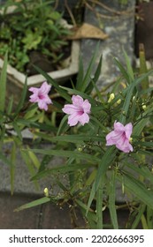 Ruellia Simplex, Mexican Petunia, Is A Pink Flowering Plant Native To Mexico, South America, And The Caribbean, Planted In Front House Garden, Macro Image Selective Focus