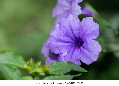 Ruellia Simplex Root Is Used As A Treatment For Pertussis Kidney Disease. It Is A Blood Drive To Remove Toxins In The Blood. The Leaves Are Used As An Anthelmintic Drug Or Used To Relieve Muscle Aches