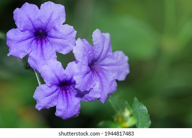 Ruellia Simplex Root Is Used As A Treatment For Pertussis Kidney Disease. It Is A Blood Drive To Remove Toxins In The Blood. The Leaves Are Used As An Anthelmintic Drug Or Used To Relieve Muscle Aches