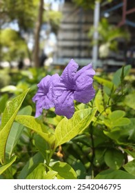 Ruellia tuberosa  comúnmente