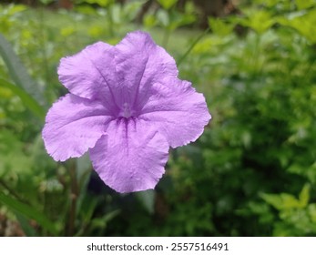 Ruellia tuberosa  comúnmente