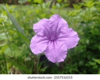 Ruellia tuberosa  comúnmente