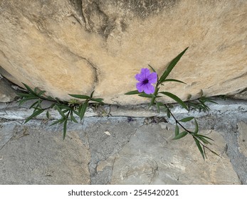 Ruellia Tuberosa purple flowers. Close-up. Ruellia tuberosa, also known as minnieroot, fireroot, snapdragon root and sheep potato, is a species of flowering plant in the Acanthaceae family. - Powered by Shutterstock