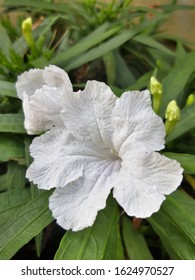 Ruellia White Flower Or Ruellia Brittoniana Katie White