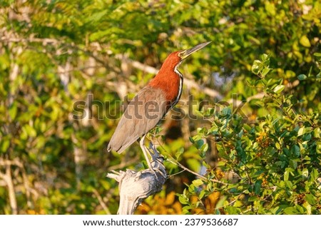 Rufescent Tiger Heron on a branch in sunlight against natural background, Pantanal Wetlands, Mato Gr