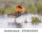 Ruff (Calidris pugnax) is a medium-sized wading bird that breeds in marshes and wet meadows across northern Eurasia. This highly gregarious sandpiper is migratory. Birds fighting and dispaying on lek