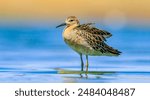 Ruff (Calidris pugnax) is a migratory species. It is a species that breeds in wetlands in the cold regions of Northern Eurasia, and winters in the tropics in the north, especially in Africa.