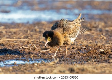 Ruff Is Feeding In Spring