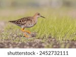 Ruff -  female feeding at the wetland on the mating season in spring