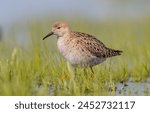 Ruff -  female feeding at the wetland on the mating season in spring