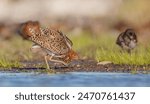 Ruff - male bird at a wetland on the mating season in spring