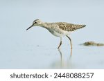The ruff is a medium-sized wading bird that breeds in marshes and wet meadows across northern Eurasia.