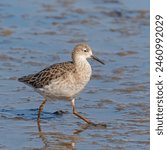 Ruff striding through mudflats at Titchwell, Norfolk.