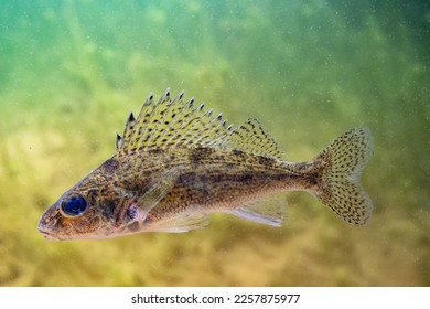 ruffe a small fish swimming in the water - Shutterstock ID 2257875977
