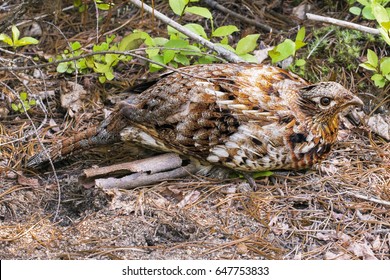 Ruffed Grouse