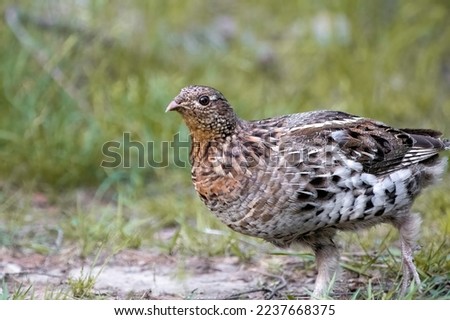 Ruffed Grouse (Bonasa umbellus)

Revered amongst the ground loving fowl belonging to the the name grouse, this bird is anything but ruffled