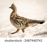 Ruffed Grouse in the snow during winter in Grand Teton National Park