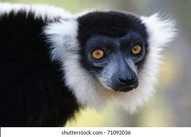 Ruffed Lemur