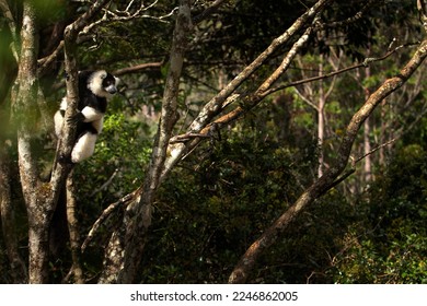 Ruffed lemur in the Andasibe Mantadia national park.  Black and white lemur on the tree. Rare lemur in Madagascar island. Flying monkey jump from tree to tree. 