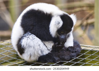 Ruffed Lemur cleaning sitting down - Powered by Shutterstock