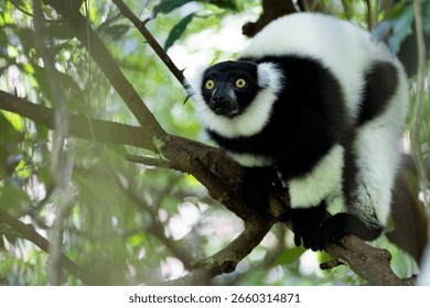 a ruffed lemur close up