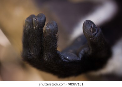 Ruffed Lemur Hand