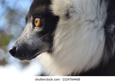 Ruffed Lemur Side Profile 