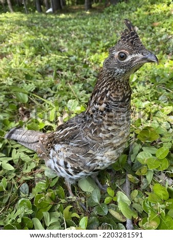 Ruffle grouse with right eye looking at viewer standing on small green leaf covered ground